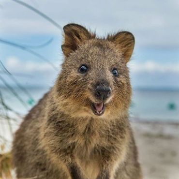 Quokka in Australia, Квокка в Австралии